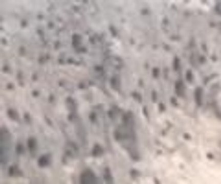 Kırlagıçlar kum yığınlarını mesken tuttu