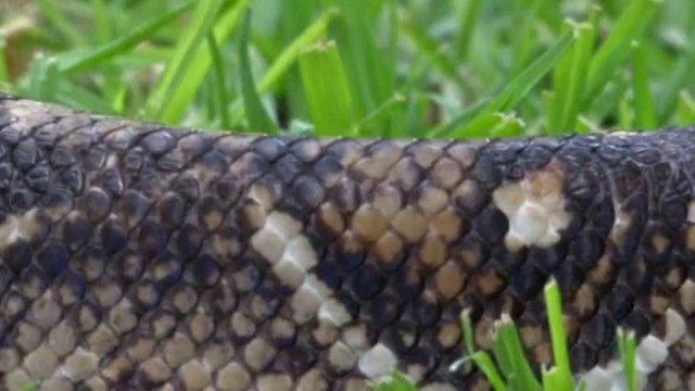 Rehabilitation centre for exotic animals opens in Mexico