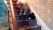 Chat méchant bloque les chiens dans l'escalier : hilarant!