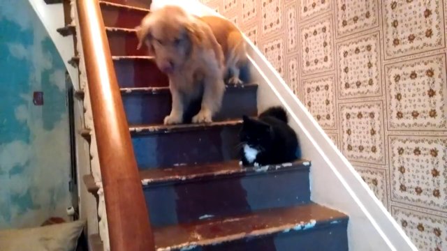 Chat méchant bloque les chiens dans l'escalier : hilarant!