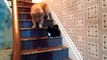 Mean Cat Won’t Let Dog Down The Stairs