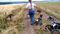 So cute Disabled Dogs In Wheelcarts Play In Field