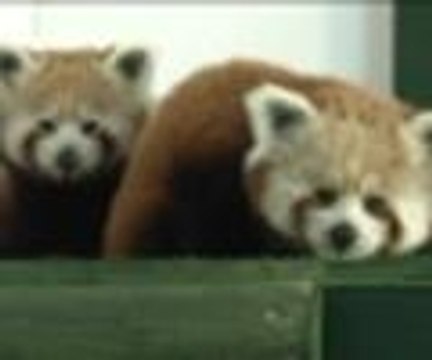 Kızıl pandalar Hale ve Lale , yeni yuvalarına kavuştu