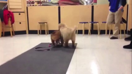 Corgi and Fluffy Golden Retriever playtime after class