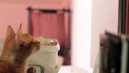 Ismey chasse la mouche - Abyssin de la Rivaleraie