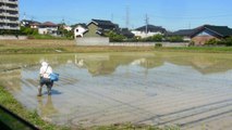 Flooded Rice Fields by Day and Night in Japan