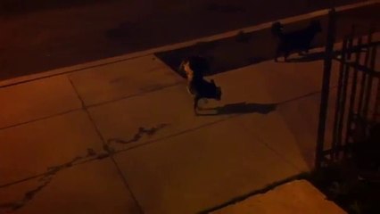 Oscar, le chien qui fait pipi debout