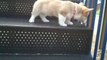 Corgi puppy going down the stairs (Playground)