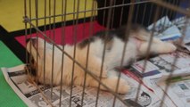 Corgi puppy making silly noises