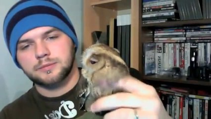 Indian Scops owl 6 months