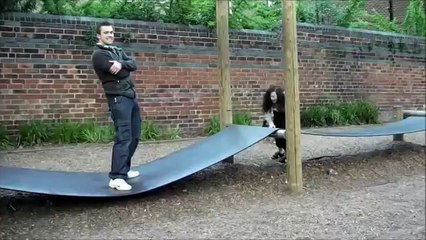 WORLD'S FUNNIEST DOG FAILS