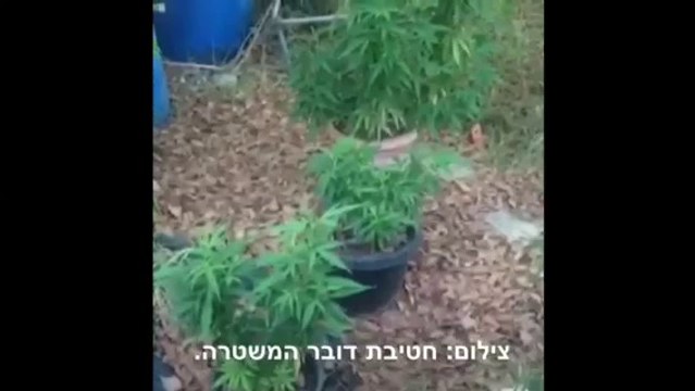 בית שאן: בן 60 גידל 15 שתילי מריחואנה