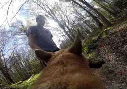 A Day in the Life of A German Shepherd