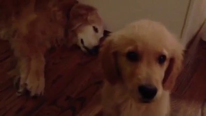 Un chiot réconforte un chien qui fait un cauchemar