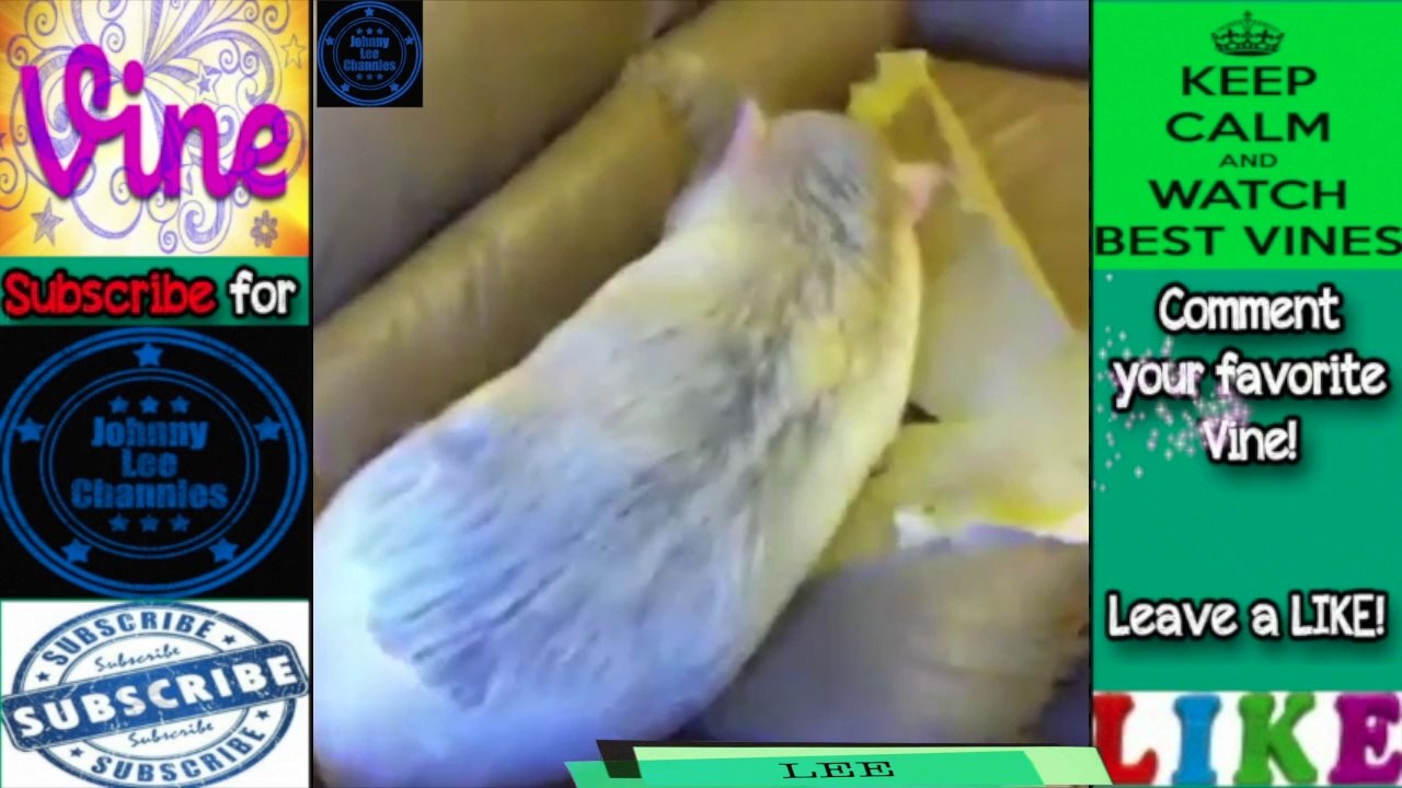 Best Vine Animal Compilation 2014 ★ Funny Animals ★