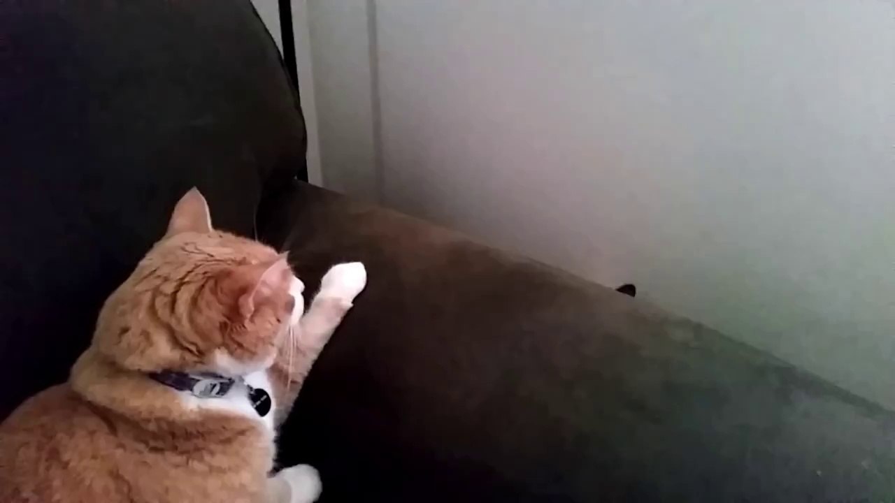 O gato que espia
