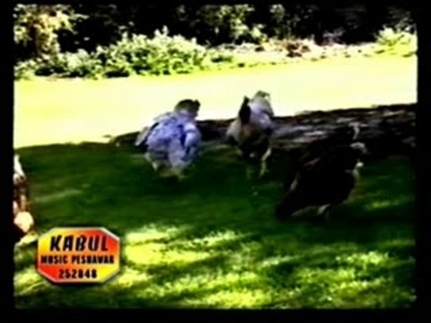 Raqs Morgh ba saz Qataghani