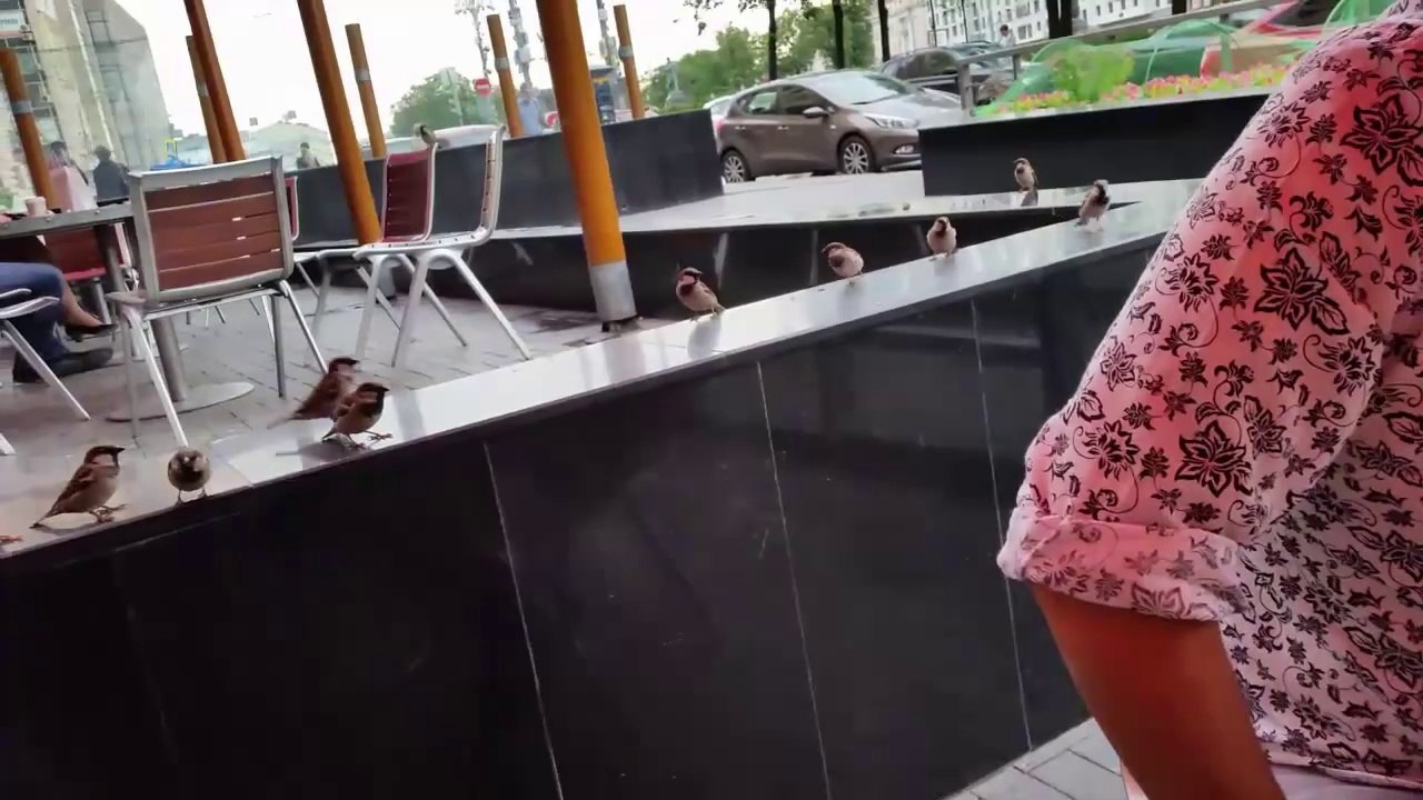 Воробьи в McDonalds