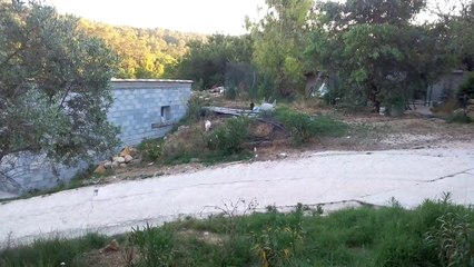 JAGD TERRIER  3 MOIS