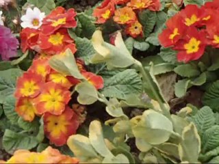 SARI BULAK-ELNARE ABDULLAYEVA sarı bulaq