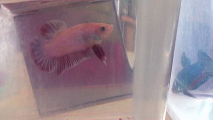 Vidéo 3 Mâles de 11 a 15