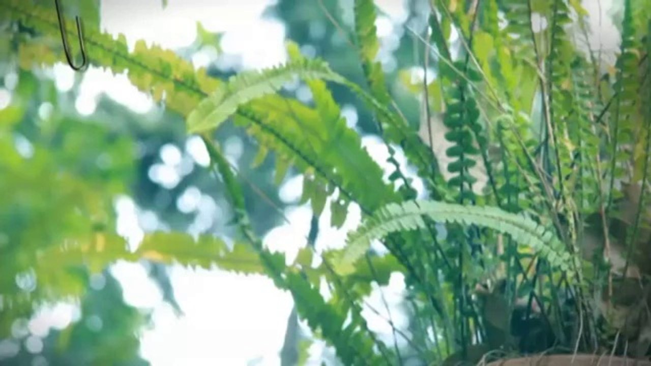 TV3 - 33 recomana - Judit Nedderman. Festival internacional de música de Cadaqués. Alt Emporda