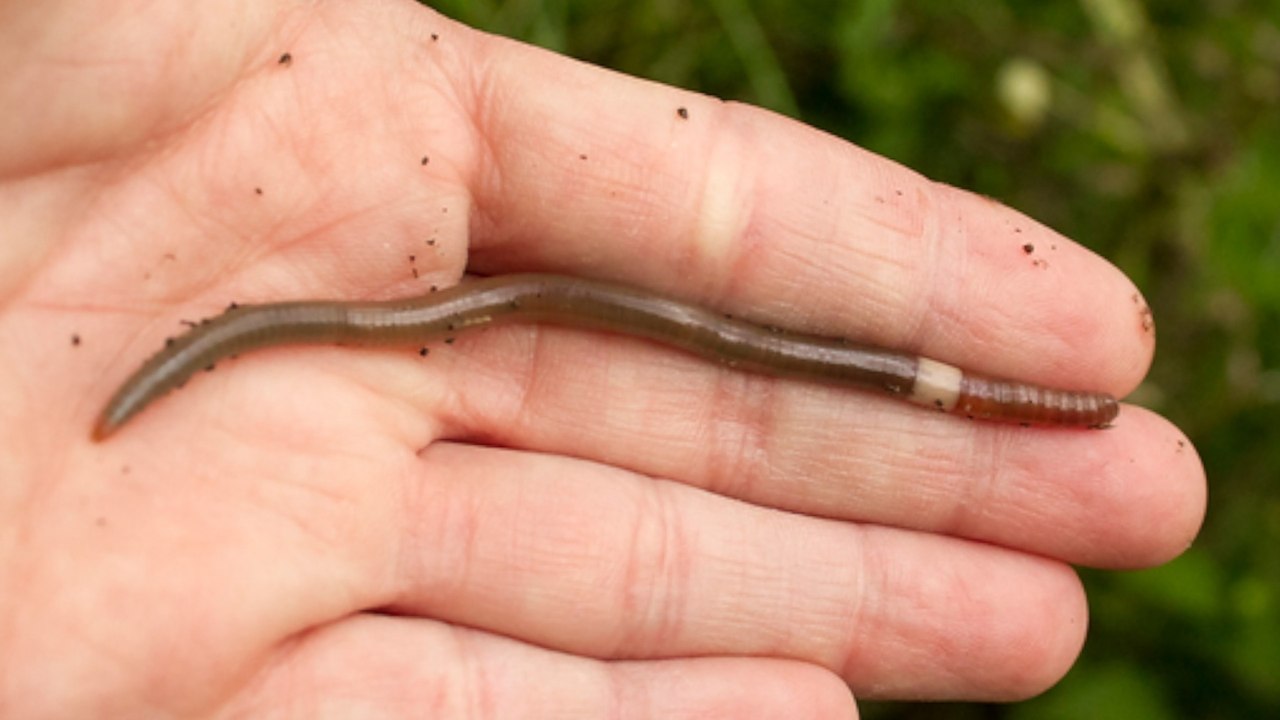Invasive 'Crazy Worms' Eating Their Way Through Wisconsin