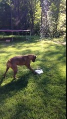 CUTE! Puppy dog loves her new water fountain!