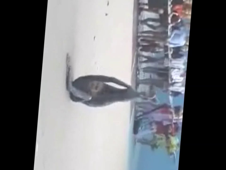 poetry in motion - chaos & a dancing star