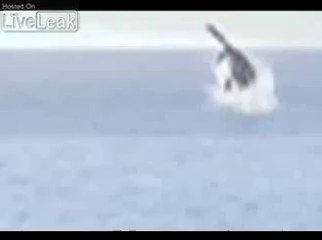 Le monstre du loch ness - A regarder !