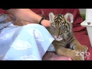Un bébé tigre trop mignon