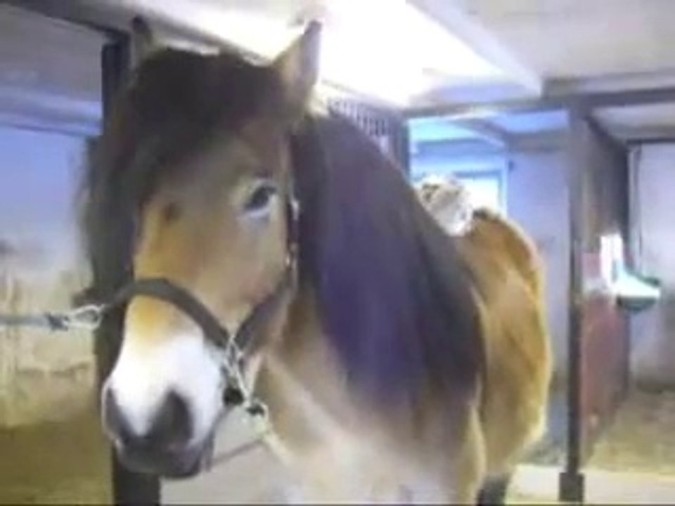 Chat amoureux d'un cheval