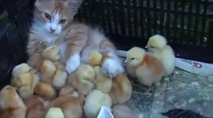 Kediyi Anneleri Sanan Civcivler