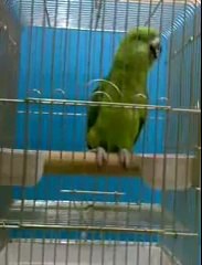 Kuran Okuyan Papağan..