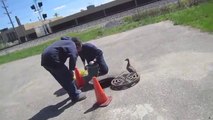 Kanalizasyona Düşen Ördek Yavrularını kurtardılar