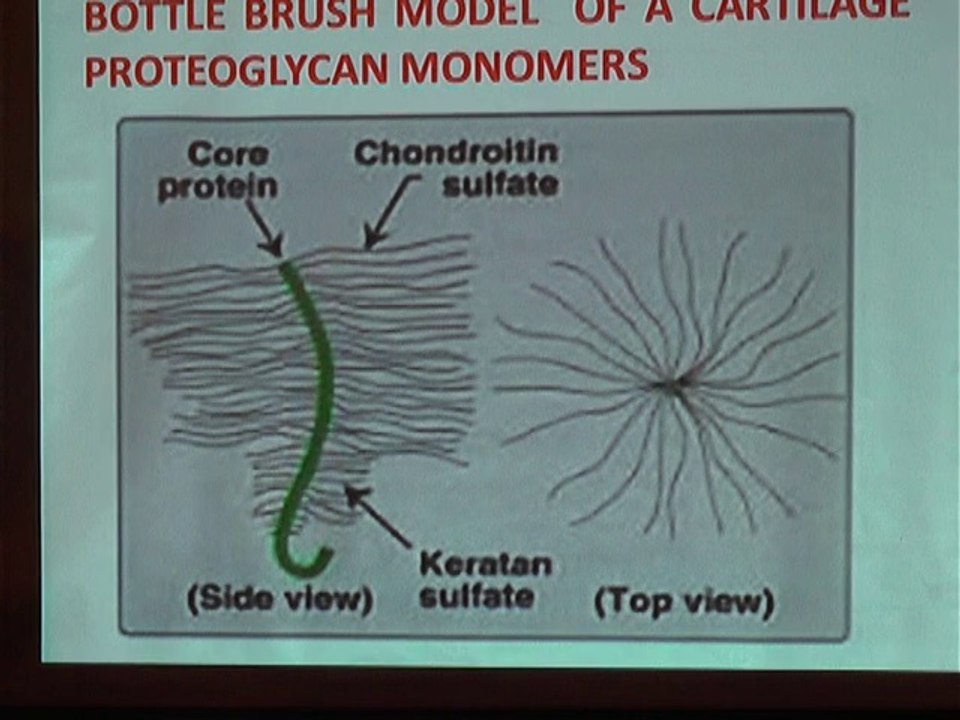 ICHN-2014 Clinical and Therapeutic Nutrition Comparative efficacy of GAGs extracted from chicken keel cartilage and fish in relation to clinical score reduction Humaira Majeed