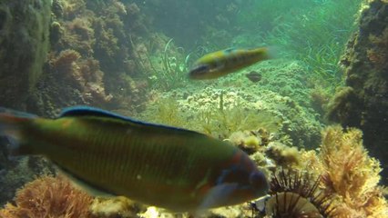 Poissons de méditerranée Girelle paon