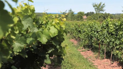 Web Video Production for Coffin Ridge Winery by VCM Interactive