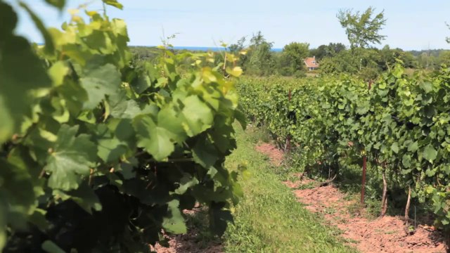 Web Video Production for Coffin Ridge Winery by VCM Interactive