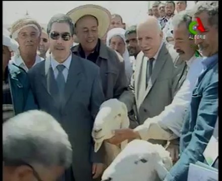 Algerie,Biskra,agri,logistique,protection du mouton O.Jellal