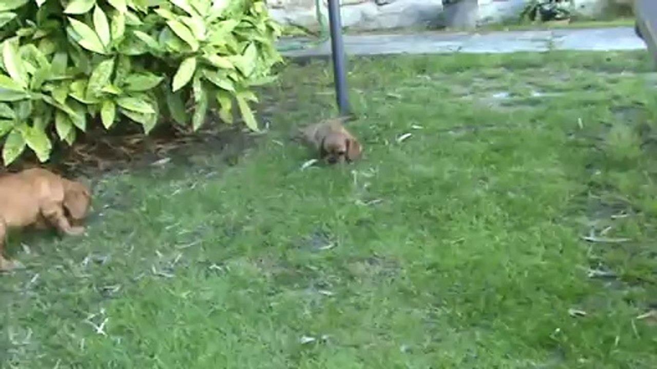 1ère sortie au jardin