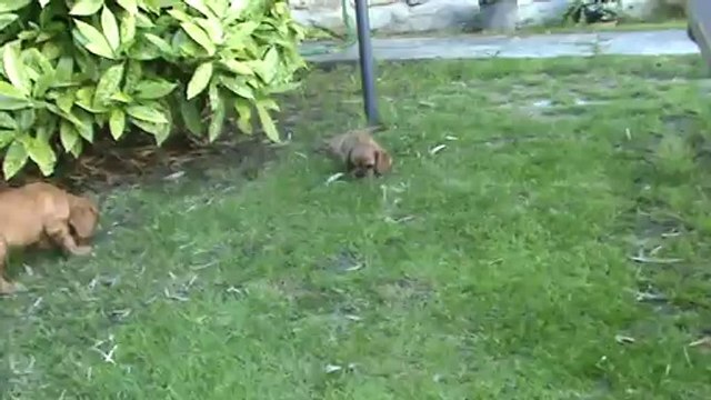 1ère sortie au jardin