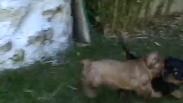 1ère sortie au jardin