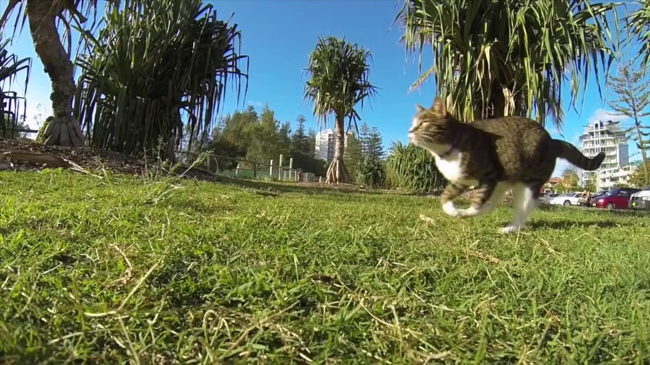 Il a entrainé son chat à faire du parkour, le résultat est bluffant