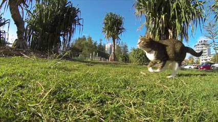 Il a entrainé son chat à faire du parkour, le résultat est bluffant
