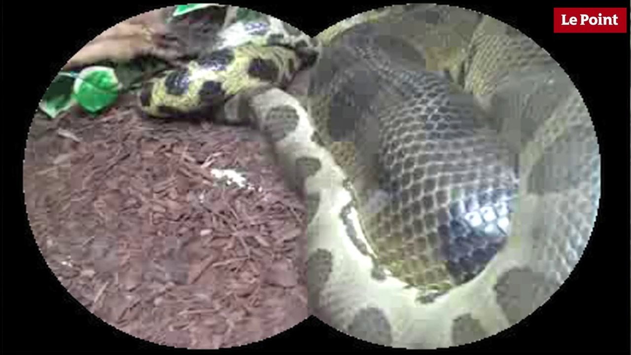 Nos amies les bêtes de sexe : L'anaconda