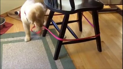 SUPER CUTE PUPPY TIME!