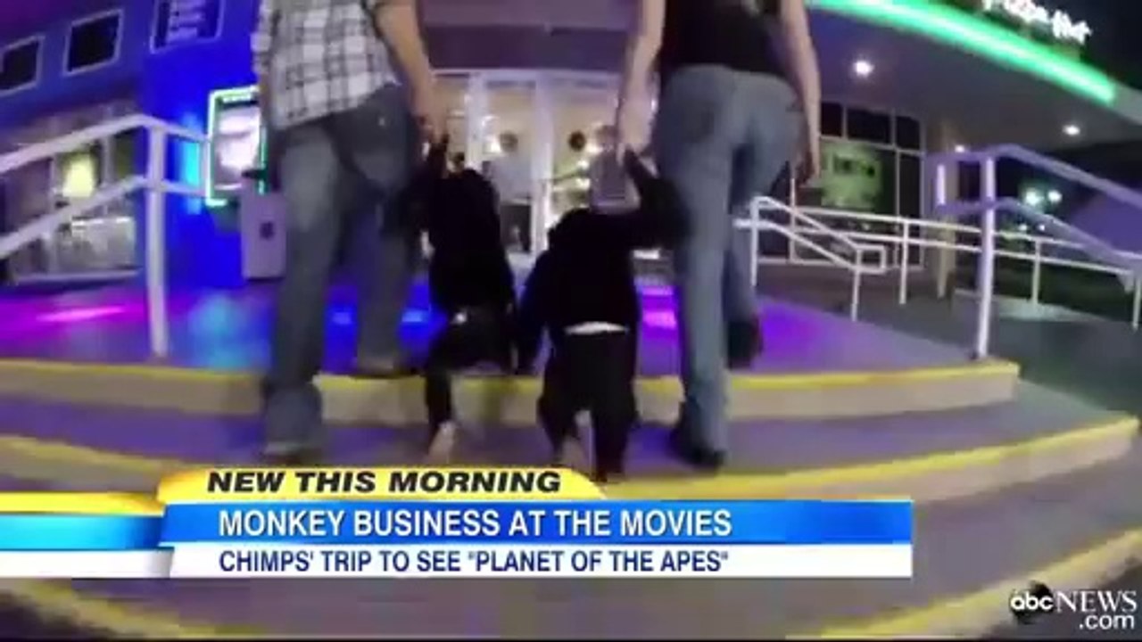 Chimpanzees go to the theater to watch "Planet of the Apes"