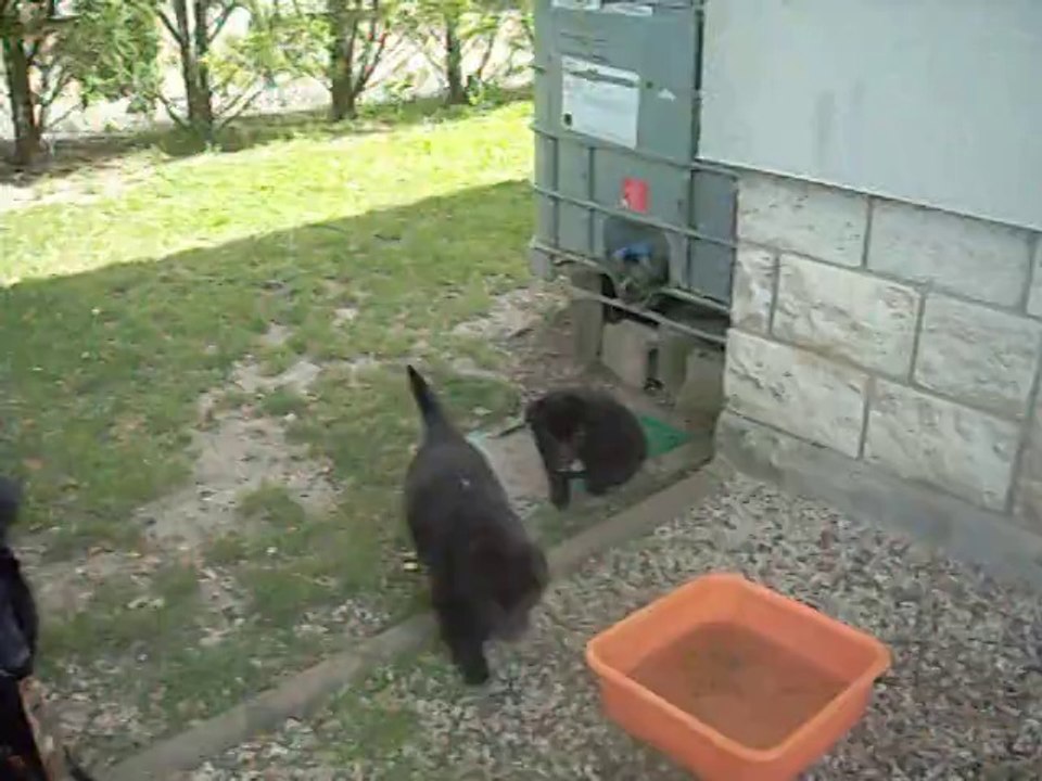 18 juillet 2014 (6 semaines)