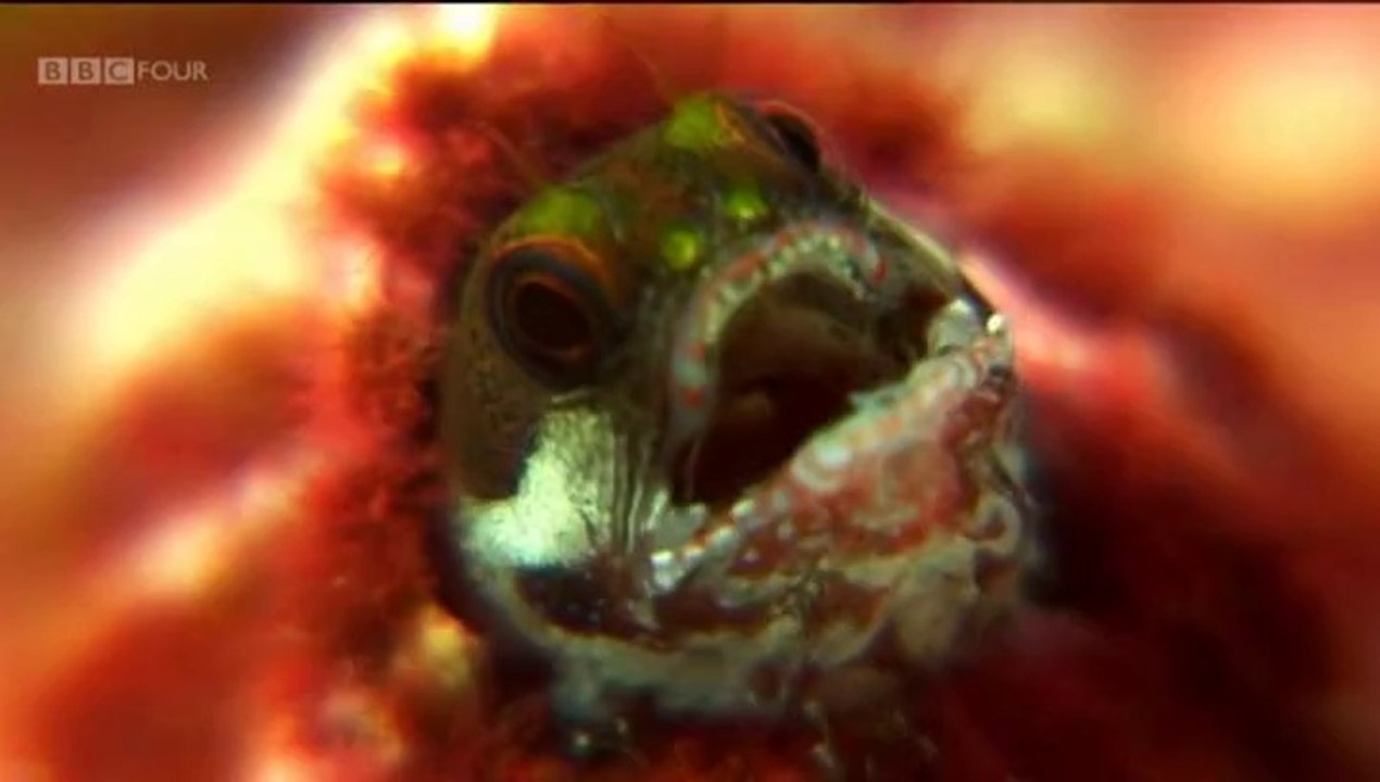 Nature's Microworlds - Cap1 - Galapagos (Subtitulos español)